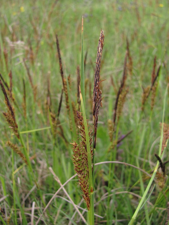 Изображение особи Carex cuspidata.