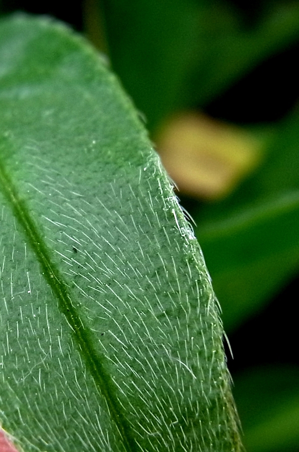 Image of Echium vulgare specimen.