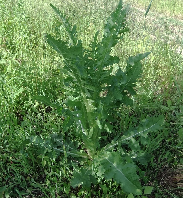 Image of Dipsacus laciniatus specimen.