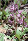 Corydalis caucasica