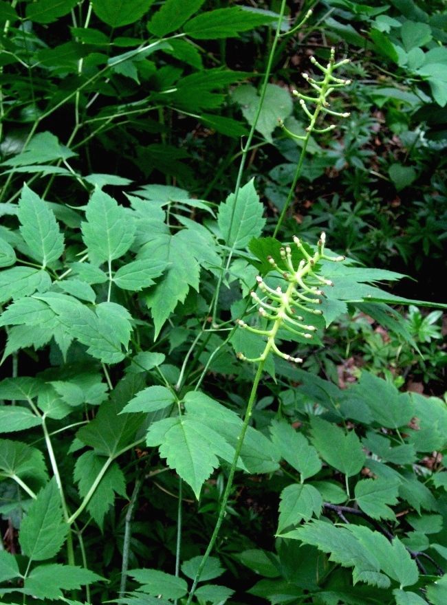 Изображение особи Actaea pachypoda.