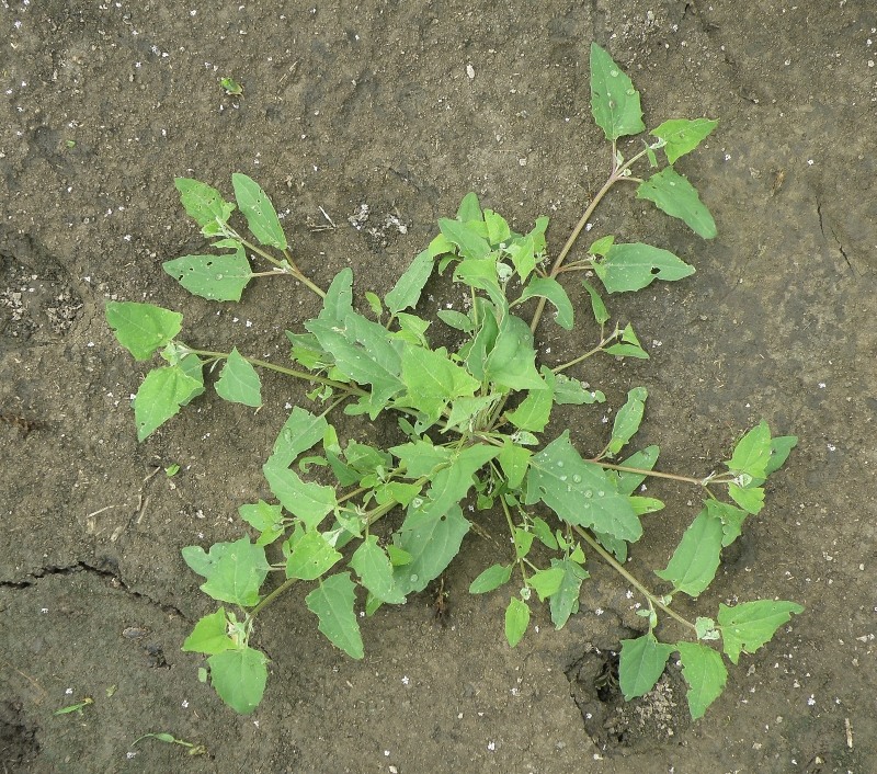 Изображение особи Atriplex prostrata.