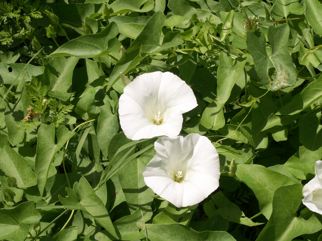 Изображение особи Calystegia sepium.