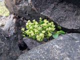 Cochlearia groenlandica