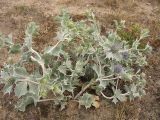 Eryngium maritimum