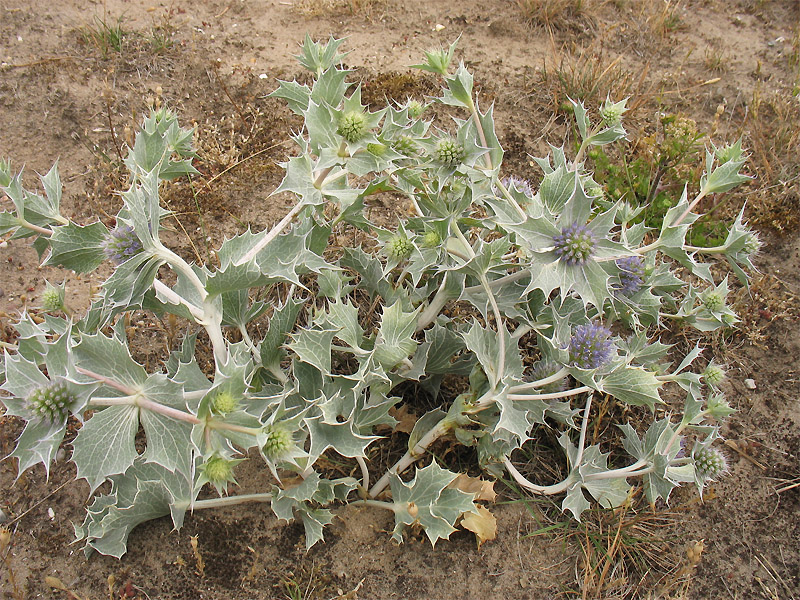 Изображение особи Eryngium maritimum.