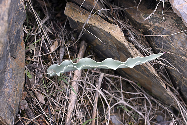 Image of Tulipa korolkowii specimen.