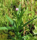 Epilobium palustre