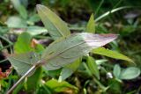 Epilobium adenocaulon. Нижняя поверхность листьев. Свердловская обл., окр. г. Североуральск, южная окраина Колонгинского водохранилища, болото. 14.08.2011.