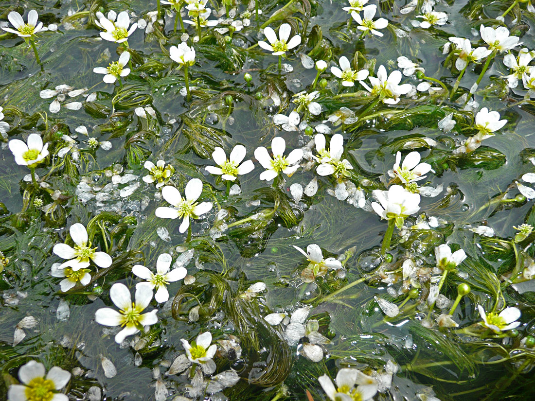 Image of Ranunculus kauffmannii specimen.