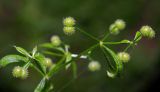 Galium aparine