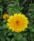 Calendula officinalis. Соцветие (культивар) с увеличенными трубчатыми цветками. Санкт-Петербург, клумба. 17 октября 2011 г.