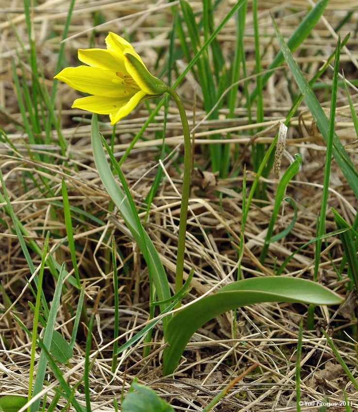 Image of Tulipa heterophylla specimen.