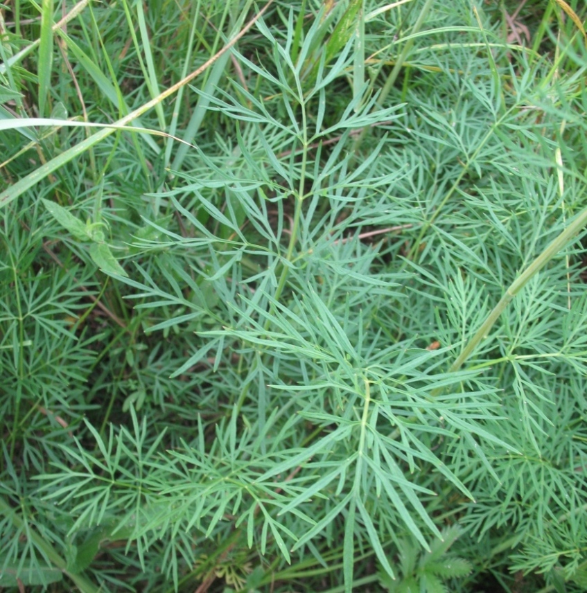 Image of Kadenia dubia specimen.