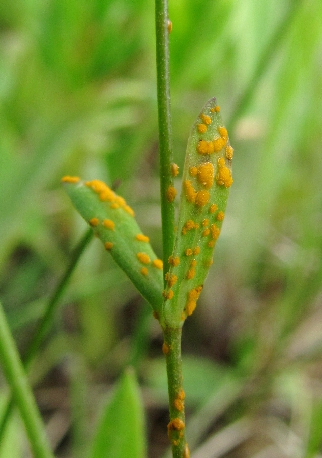 Изображение особи Linum catharticum.