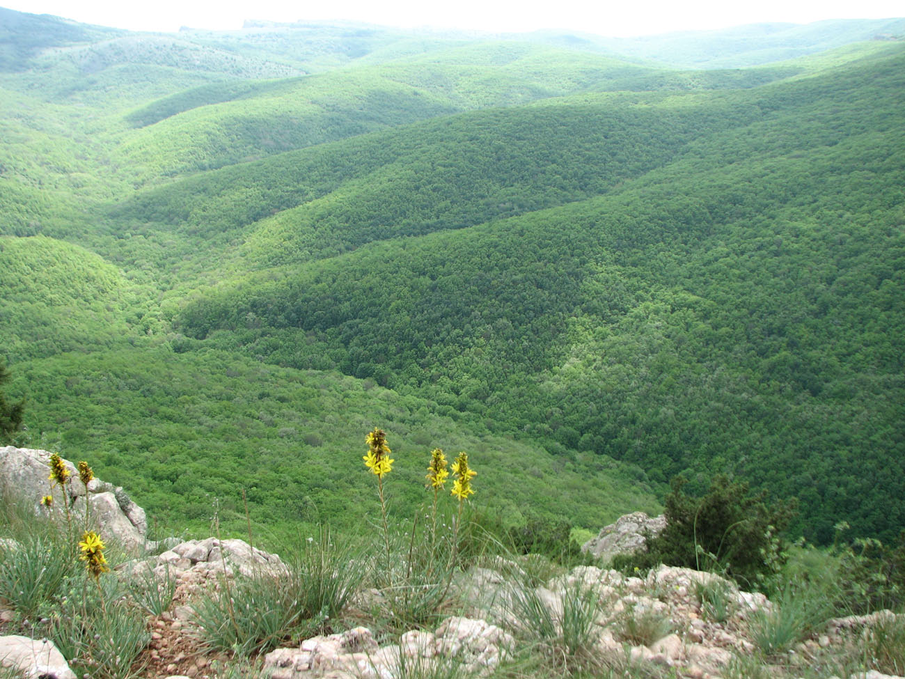 Изображение особи Asphodeline lutea.