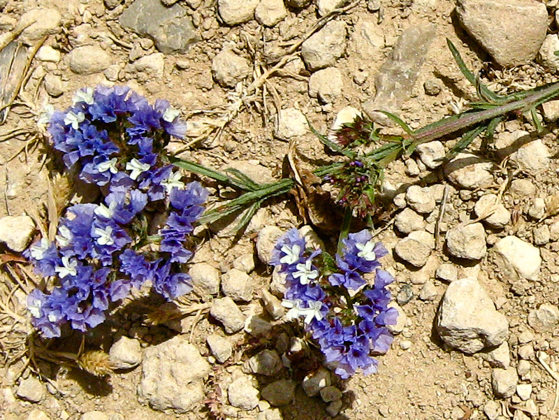 Image of Limonium sinuatum specimen.
