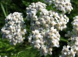 Achillea collina