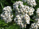 Achillea collina