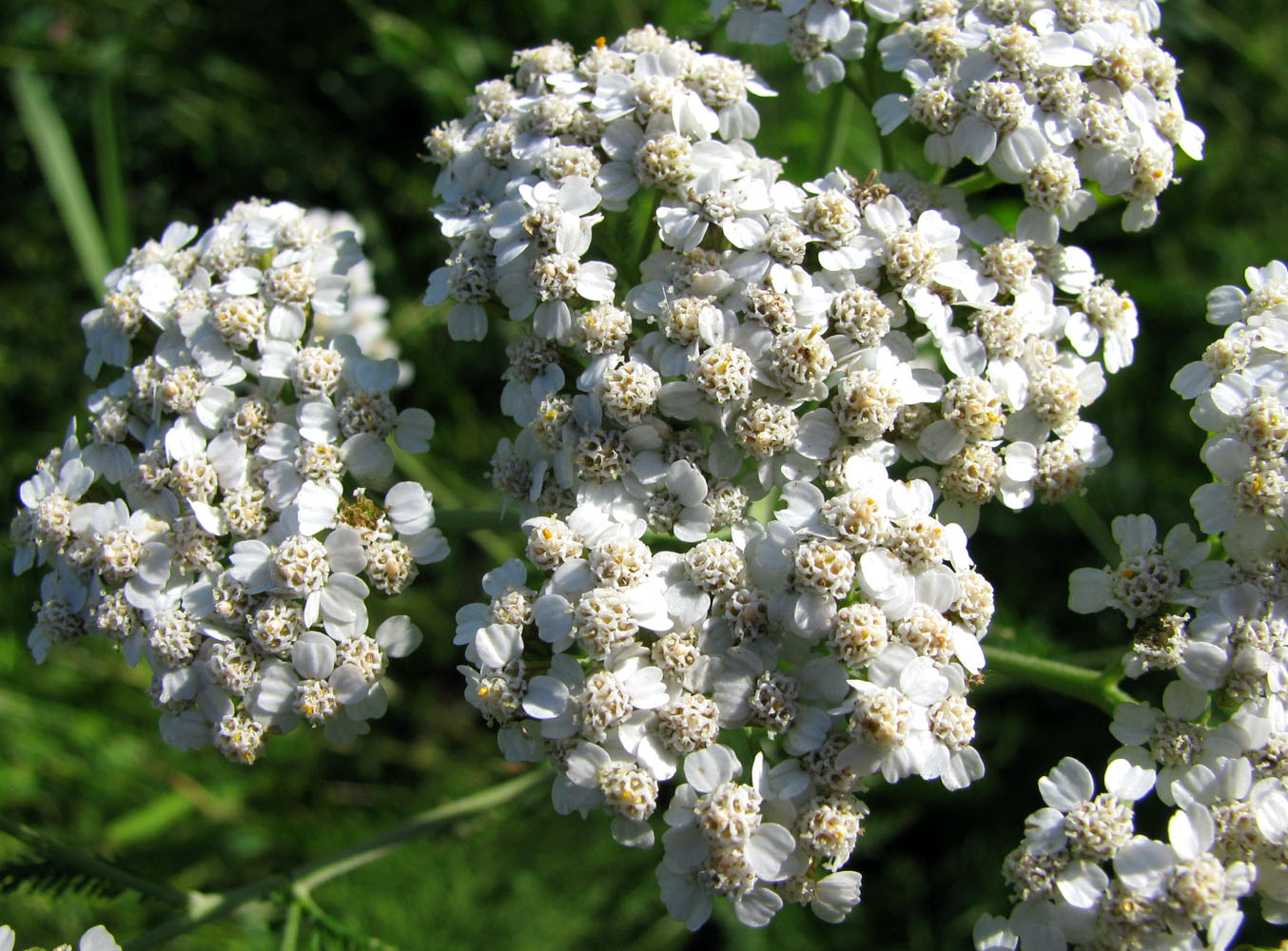 Изображение особи Achillea collina.