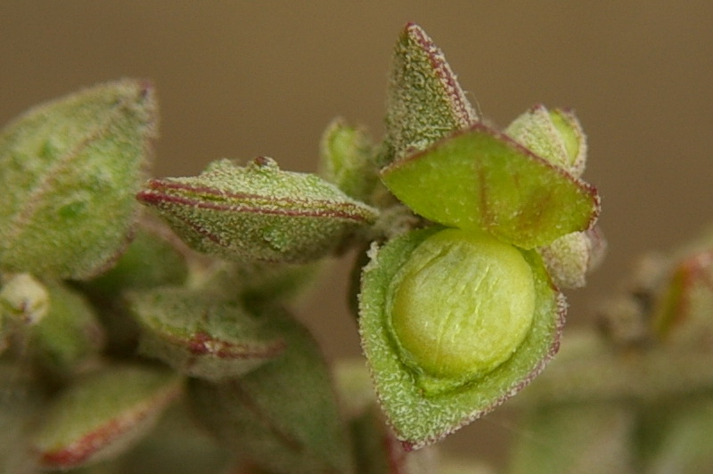 Изображение особи Atriplex oblongifolia.