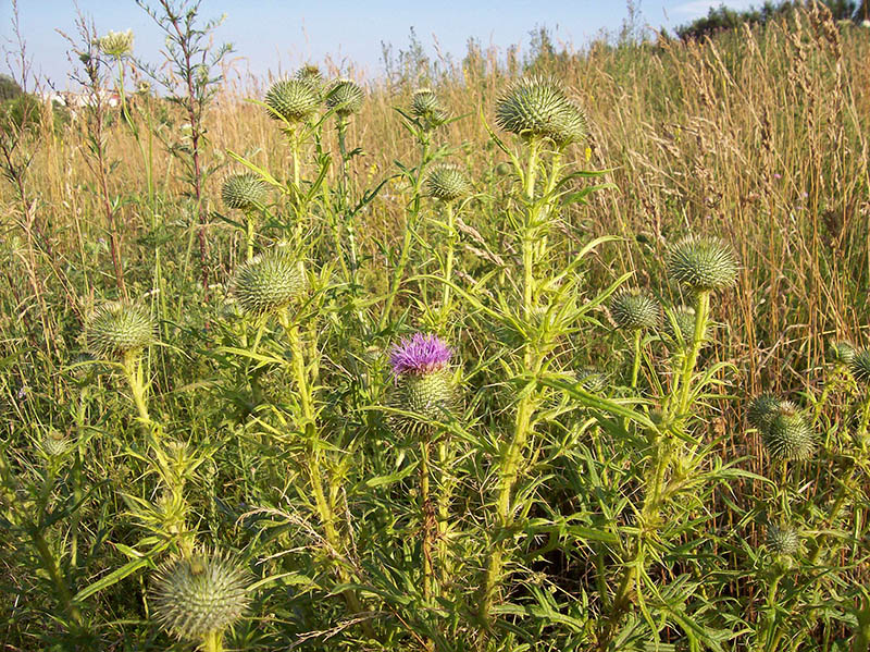 Image of Cirsium vulgare specimen.