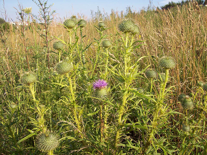 Image of Cirsium vulgare specimen.