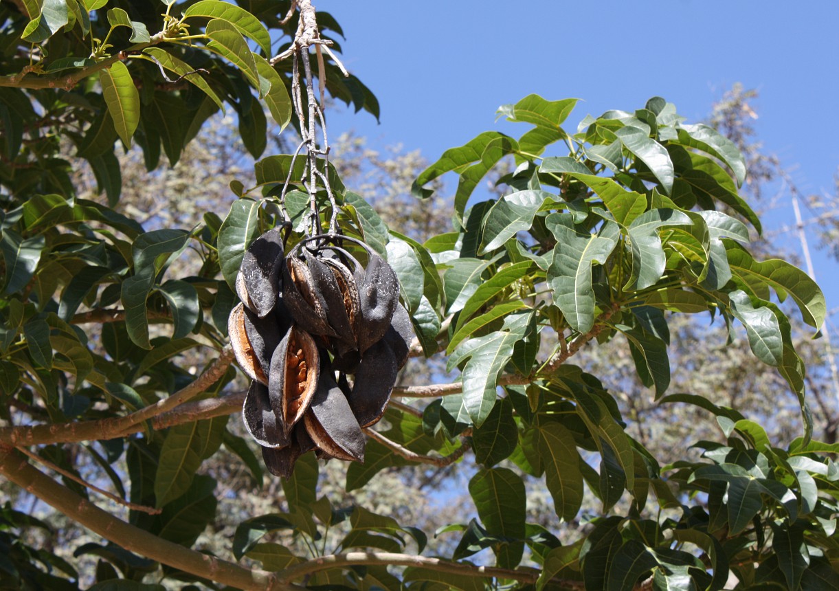 Image of Brachychiton acerifolius specimen.