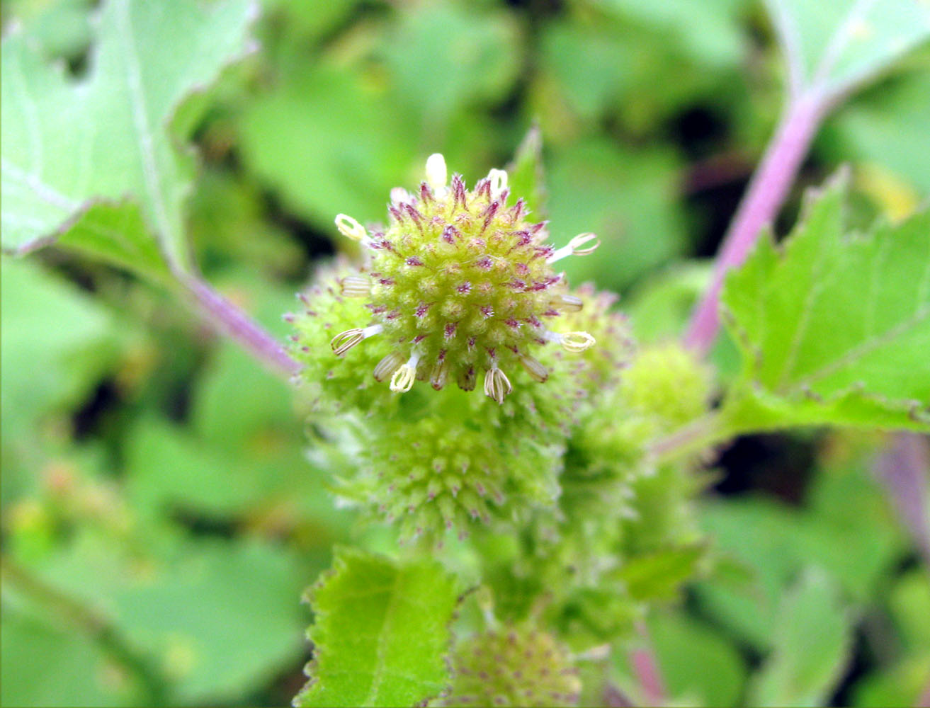 Image of Xanthium orientale specimen.