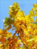 Platanus × acerifolia. Ветви с соплодиями и листьями в осенней окраске. Черноморское побережье Кавказа, г. Новороссийск, в культуре. 8 ноября 2010 г.