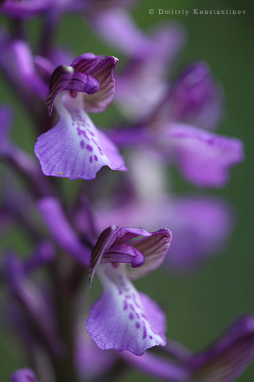 Изображение особи Anacamptis morio ssp. caucasica.