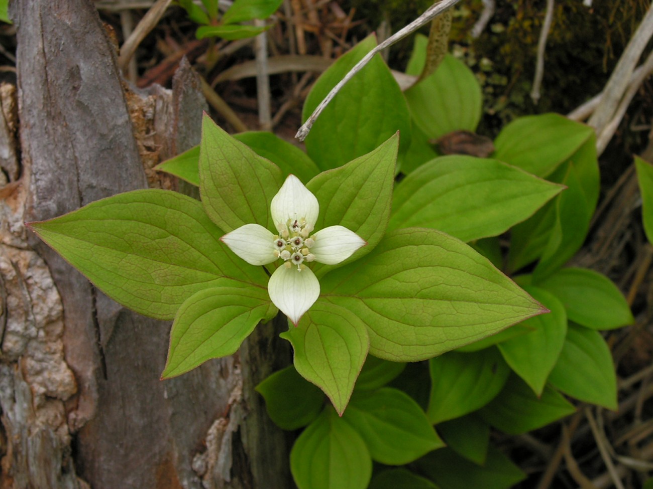 Image of Chamaepericlymenum canadense specimen.