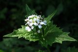 Alliaria petiolata