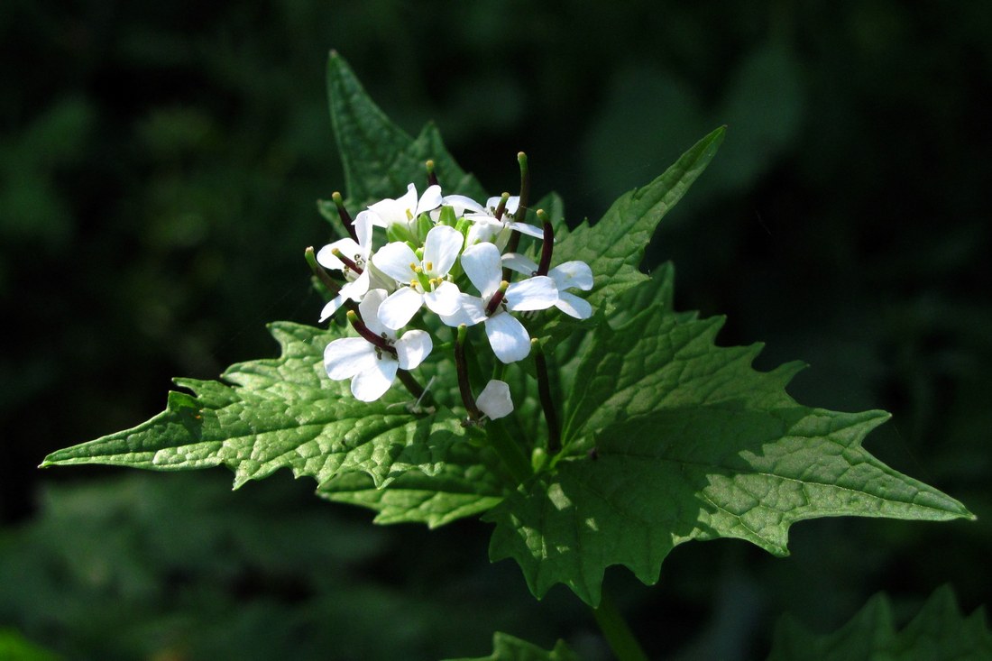 Image of Alliaria petiolata specimen.