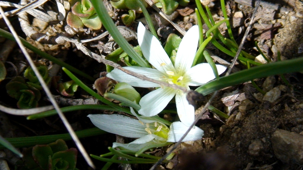 Изображение особи Ornithogalum sigmoideum.