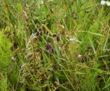 Vicia hirsuta. Плодоносящее растение. Курская обл., Железногорский р-н, с. Разветье, поле. 3 августа 2007 г.