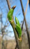 Salix myrsinifolia