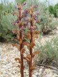 Orobanche cumana. Растения на ракушечной косе. Ейский полуостров, коса Долгая. 07.06.2012.