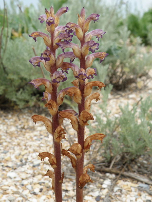 Изображение особи Orobanche cumana.