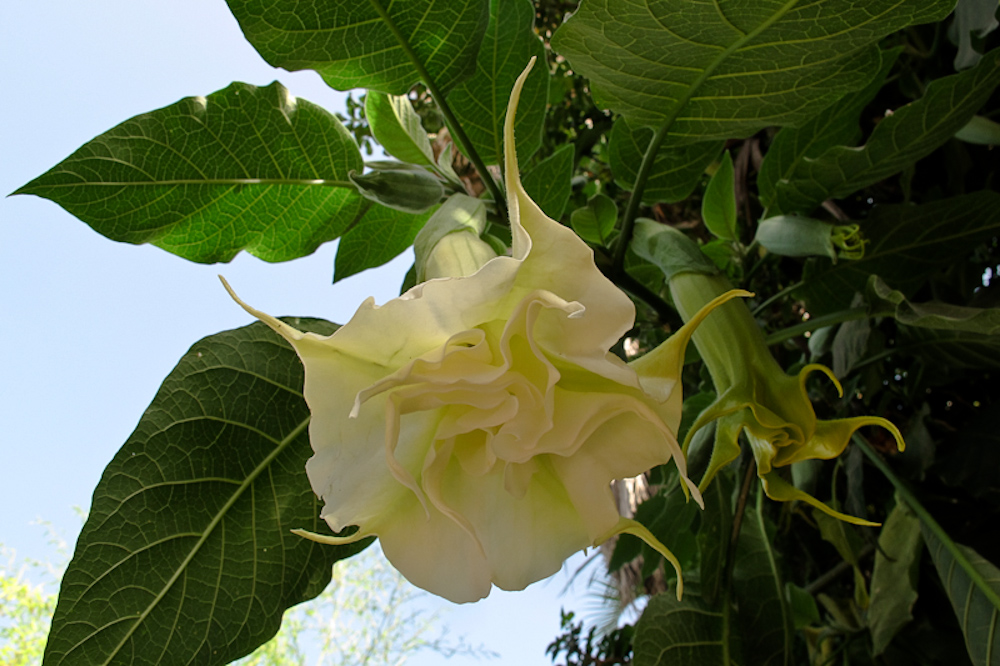 Изображение особи Brugmansia arborea.