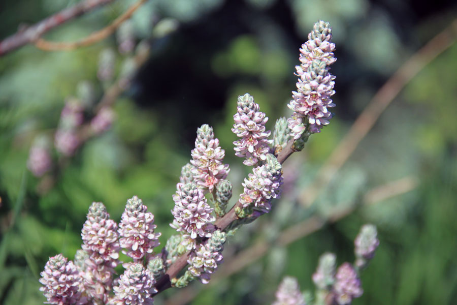 Image of Myricaria germanica specimen.