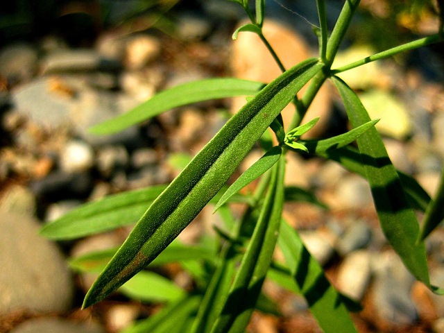 Изображение особи Linaria acutiloba.