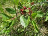 Frangula alnus. Ветвь с незрелыми плодами. Курская обл., Фатежский р-н, с. Игино. 14 июня 2007 г.