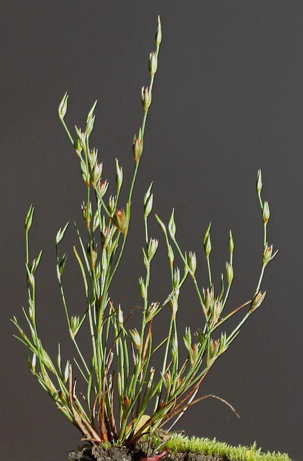 Изображение особи Juncus bufonius.