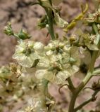 Halothamnus iliensis. Побеги с плодами. Каракумы, Мервский оазис, возле мавзолея султана Санджара. Июнь 2012 г.