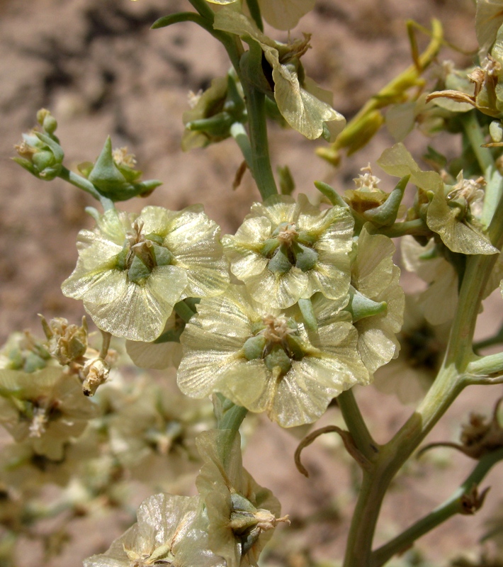 Изображение особи Halothamnus iliensis.