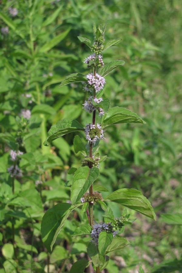 Изображение особи Mentha arvensis.