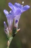 Limonium scoparium