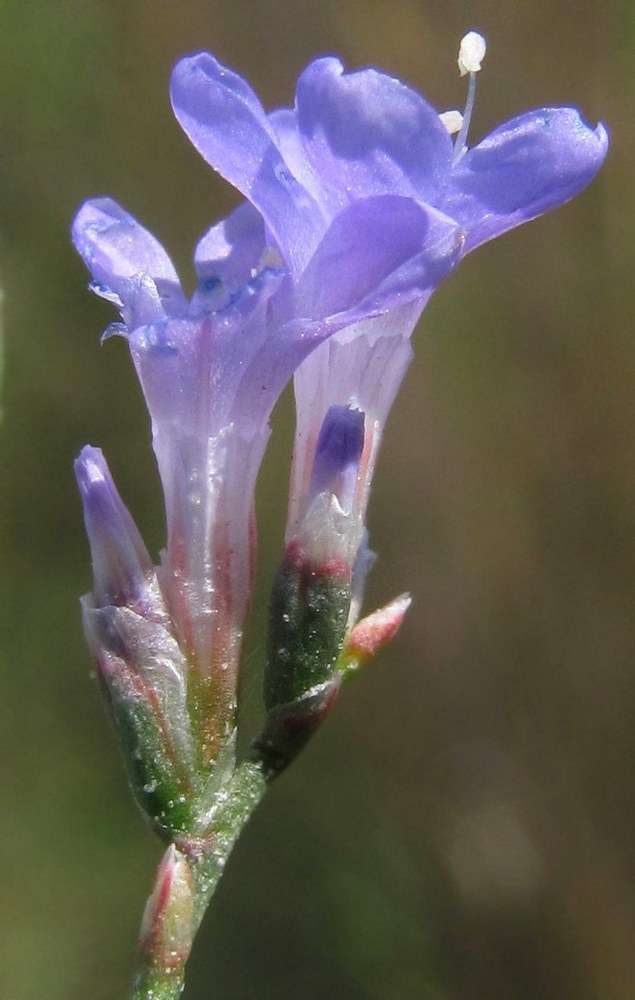 Изображение особи Limonium scoparium.