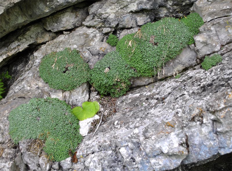 Изображение особи Draba longisiliqua.